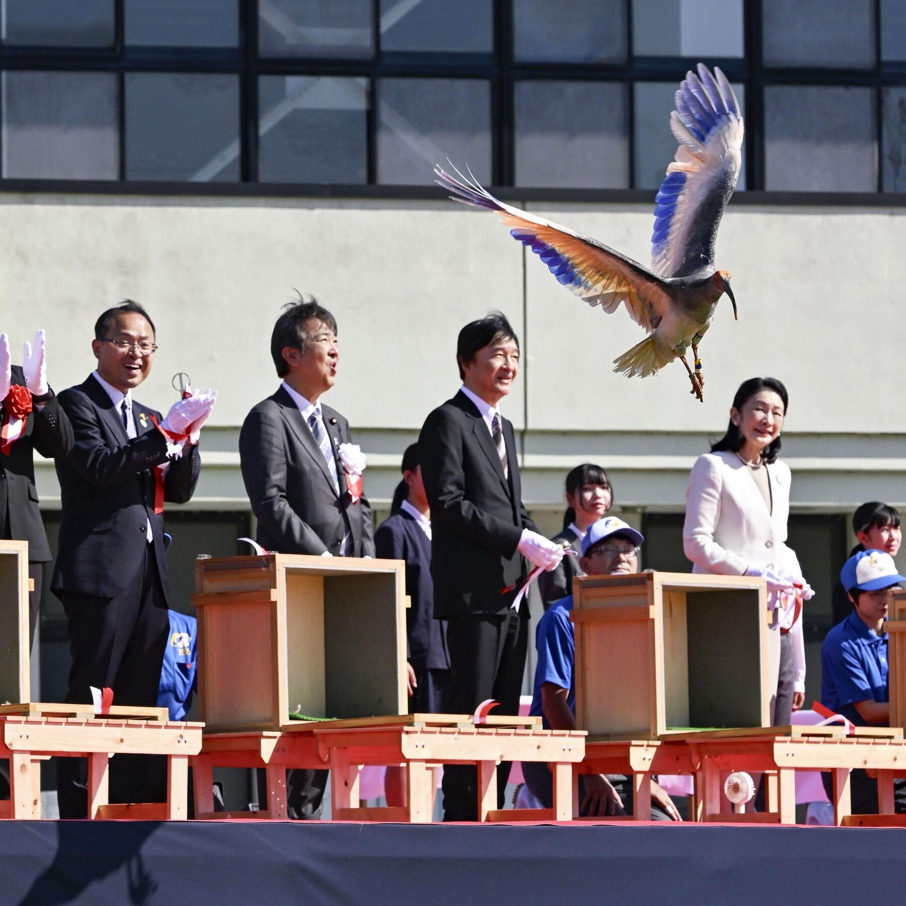Crested Ibises Receive Royal Support in Japan and Return to the Skies