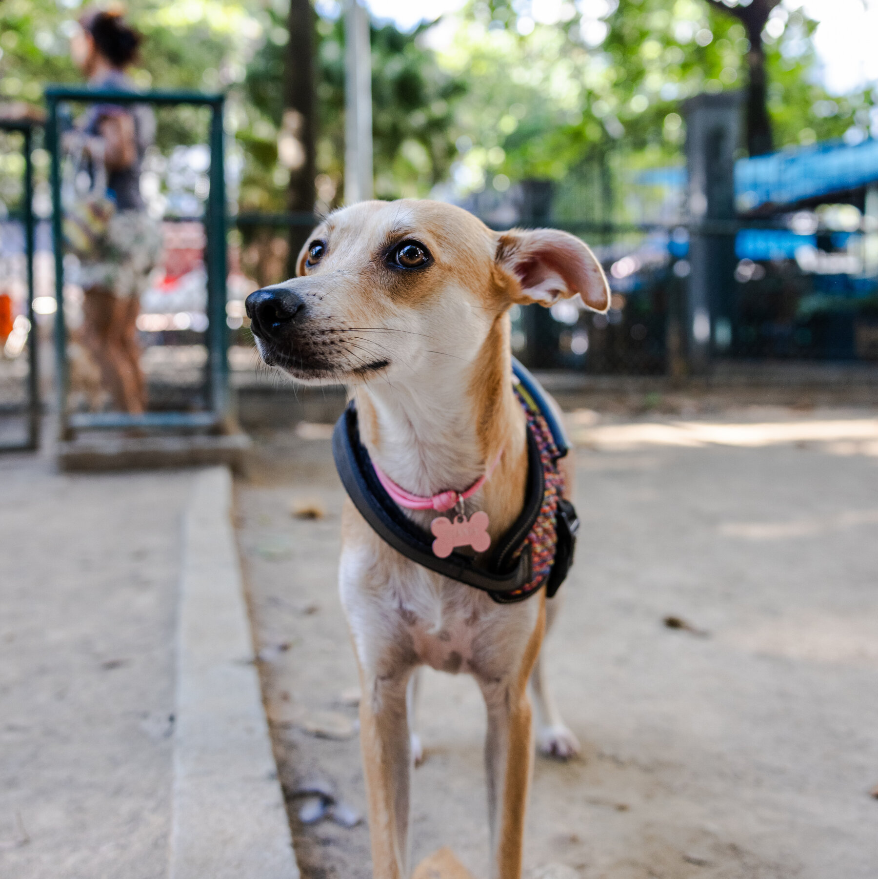 Mexico’s Adoption of Caramel‑Colored Dogs Sparks Dispute with Brazil Over National Symbol