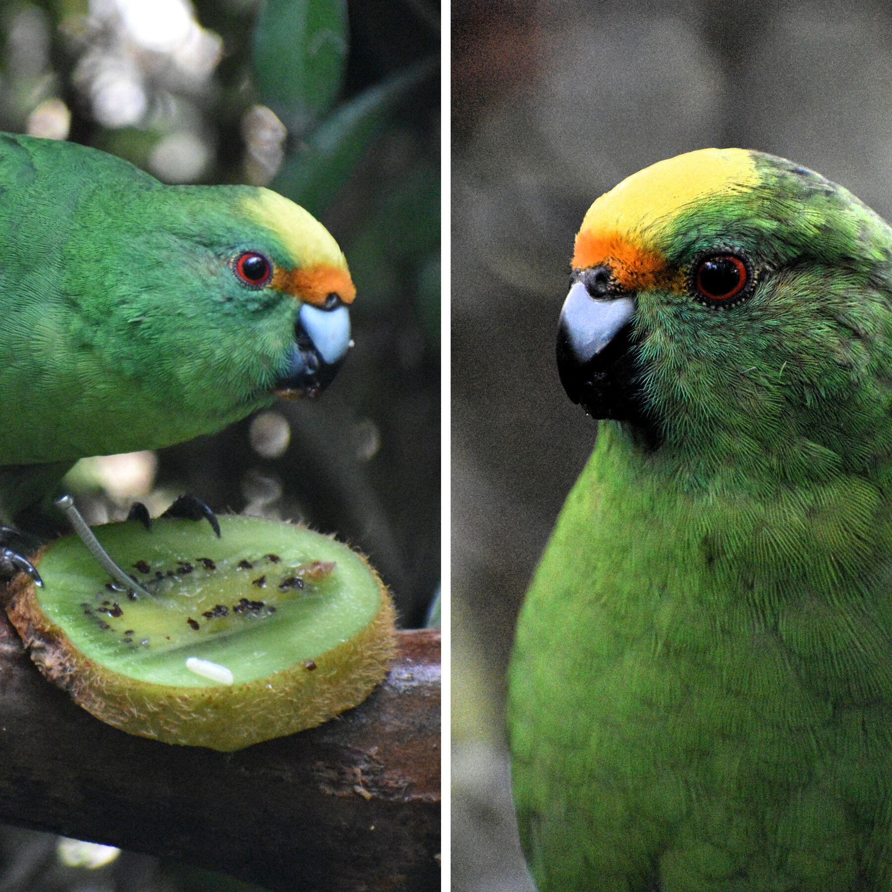 Breeding Pair Nacho and Trixie Vital to Survival of Orange-Fronted Parakeets