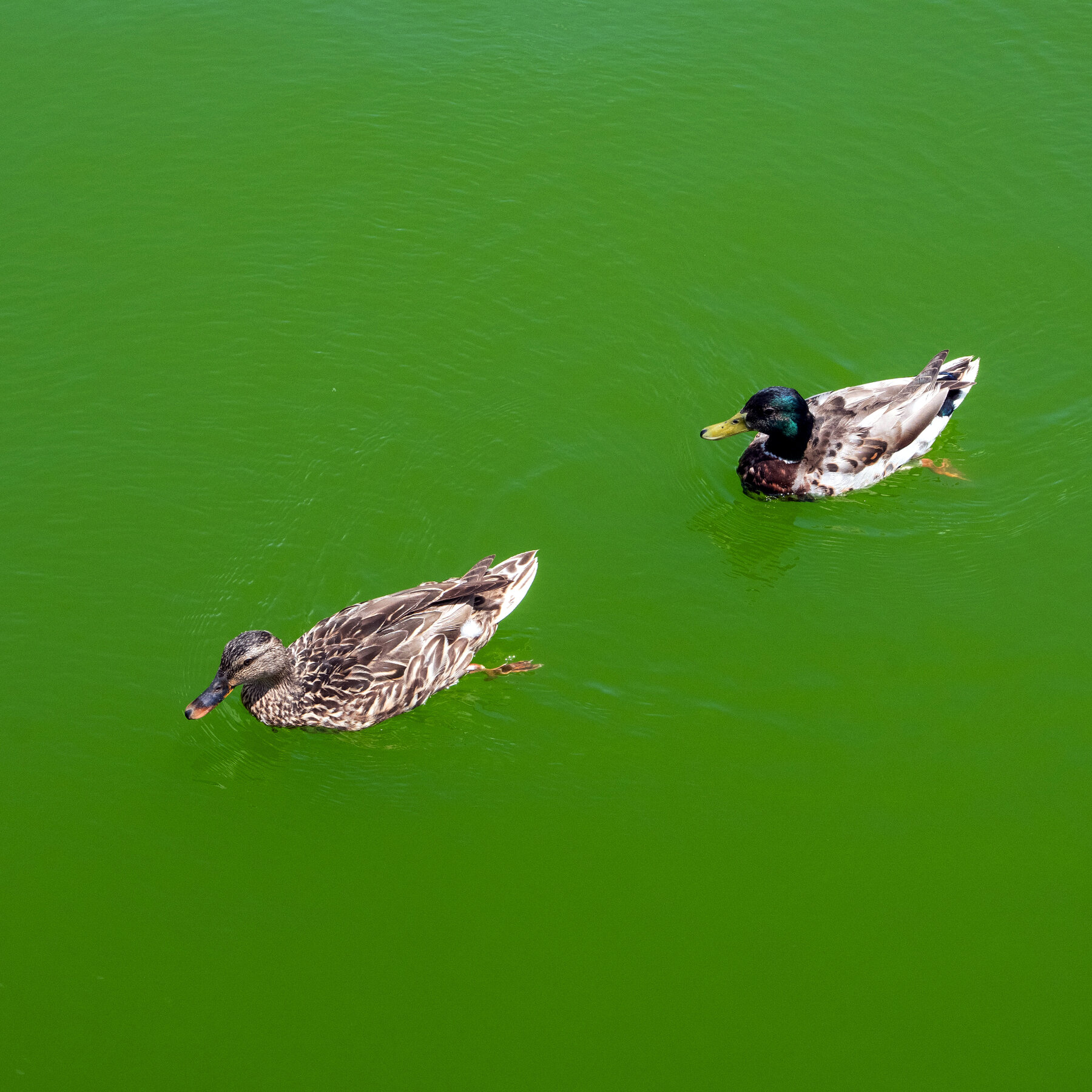 Trump’s ‘American Flag Blue’ Reflecting Pool Reverts to Green Amid Algal Blooms