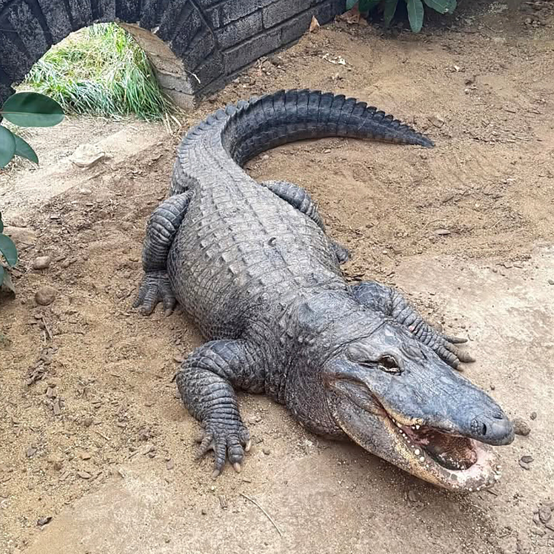 Man Charged with Attempted Murder After 3-Year-Old Thrown into Crocodile Enclosure at Cambridge Zoo