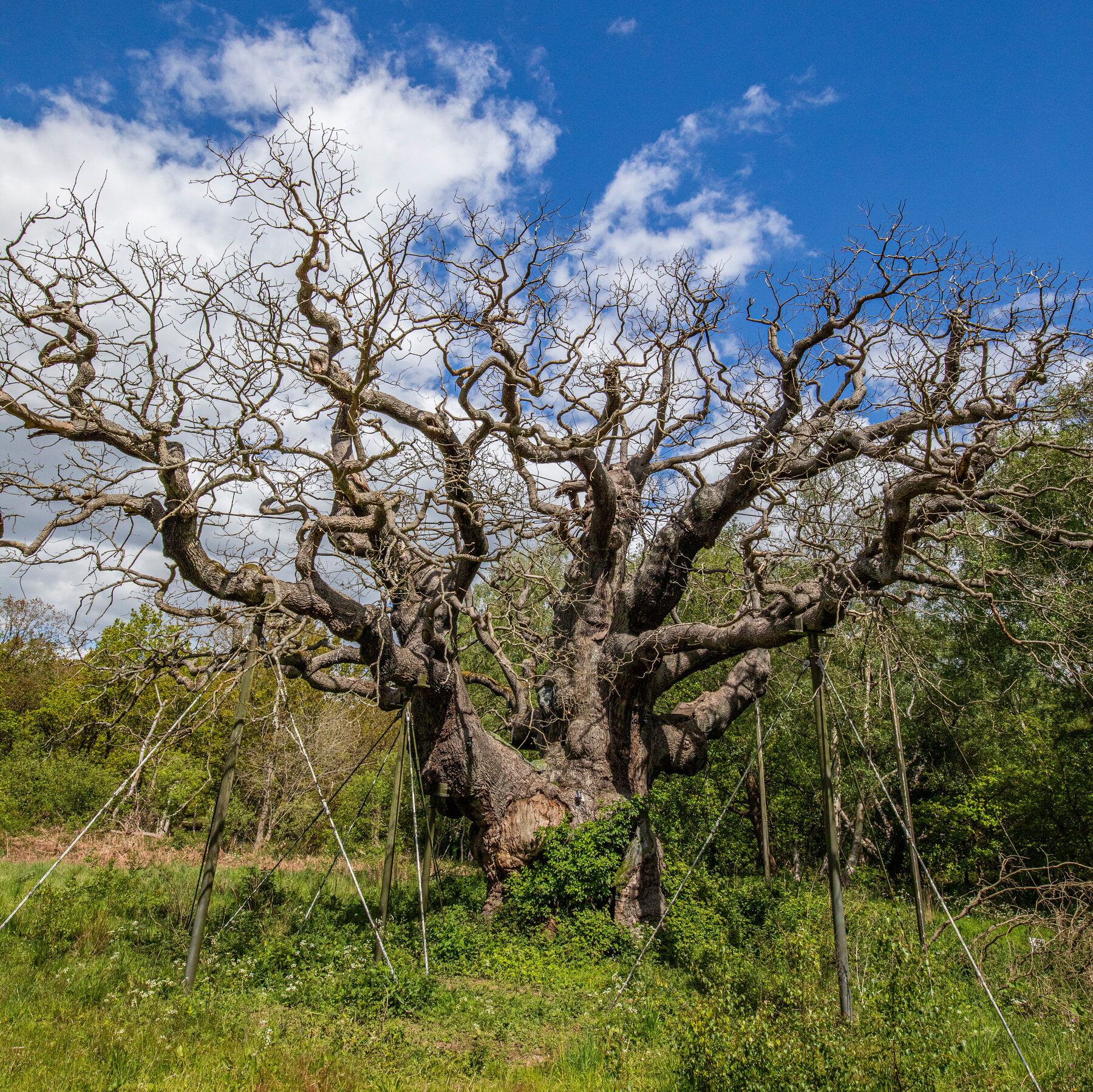 Ancient Major Oak in Sherwood Forest Dies After Centuries of Over‑Tourism and Climate Stress