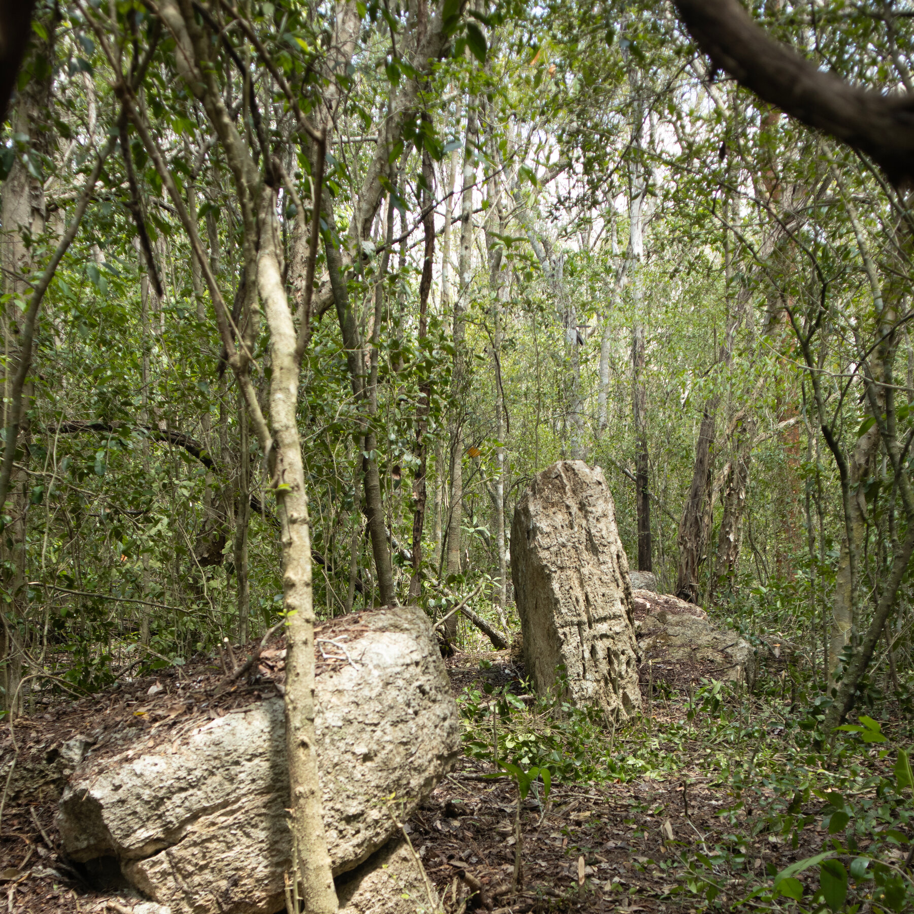 Maya Tapınakları Yucatán Ormanlarında Keşfedildi
