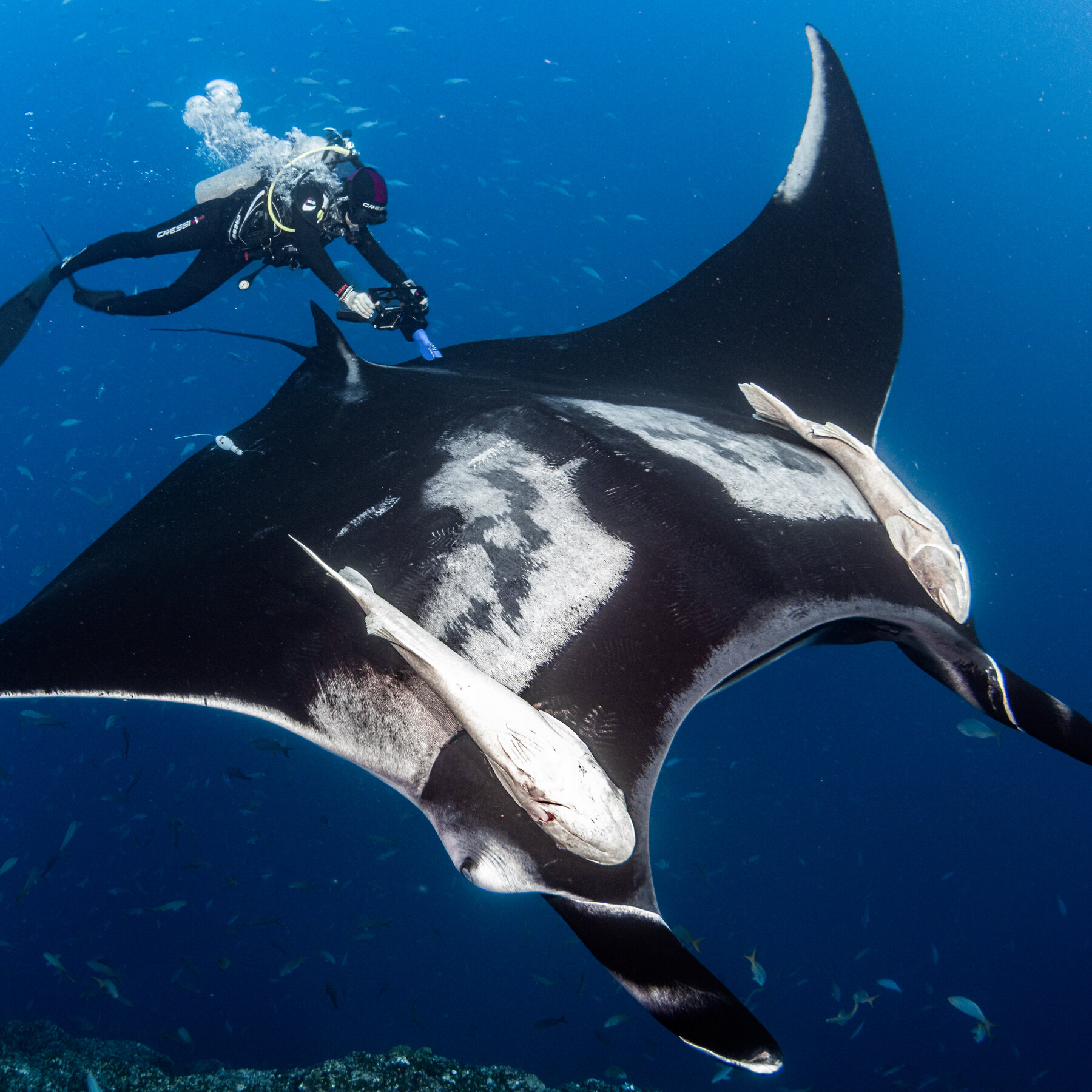 Underwater Ultrasound Confirms Pregnancies in Three Giant Manta Rays