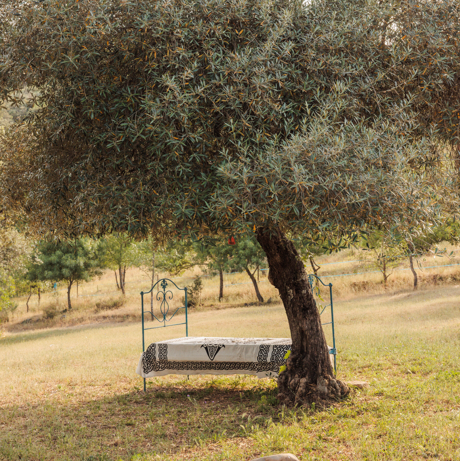 Wanderung durch Portugals Côa-Tal enthüllt uralte Eichen, Renaturierung und prähistorische Kunst