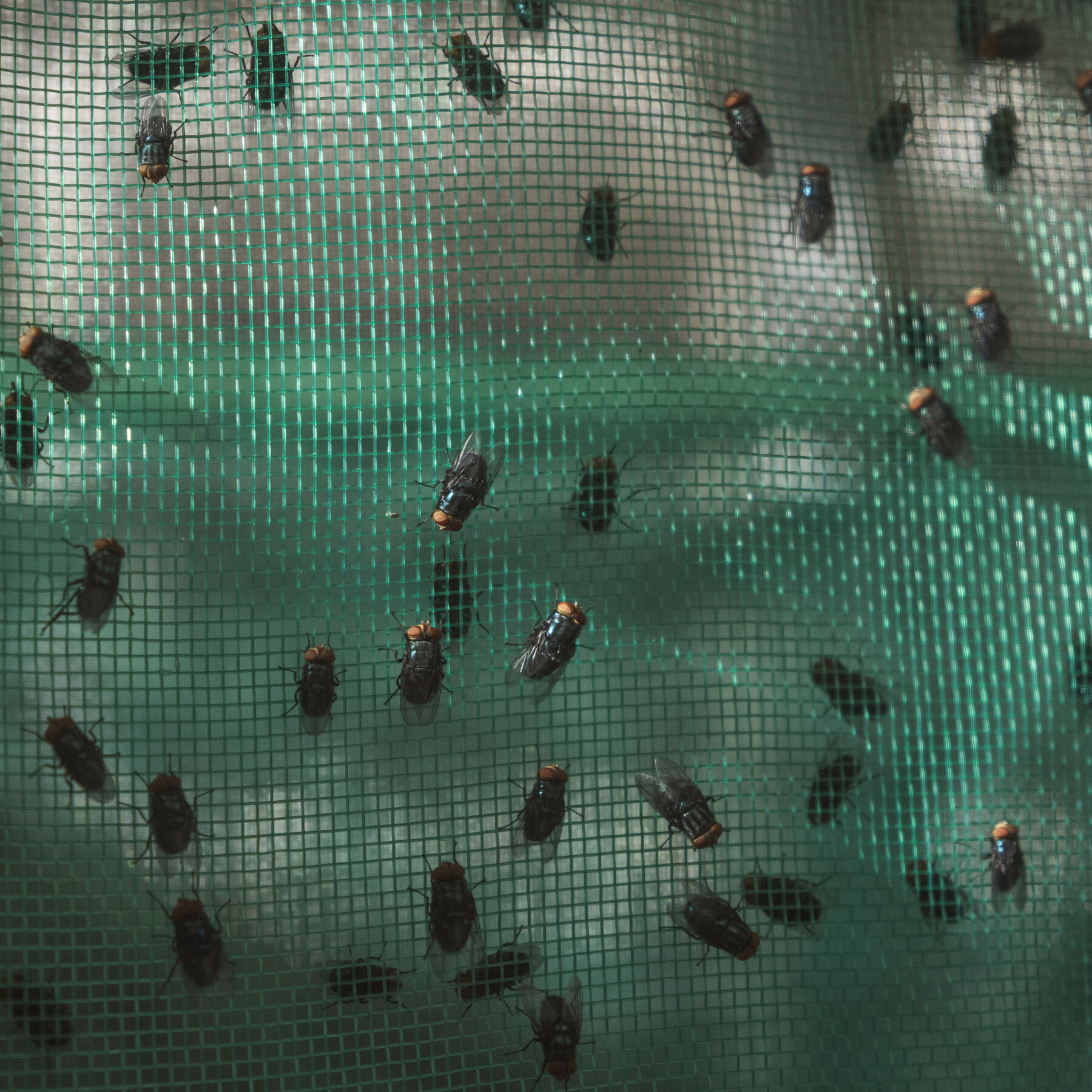 Dentro de los esfuerzos en curso para contener un brote de la mosca del ganado en México